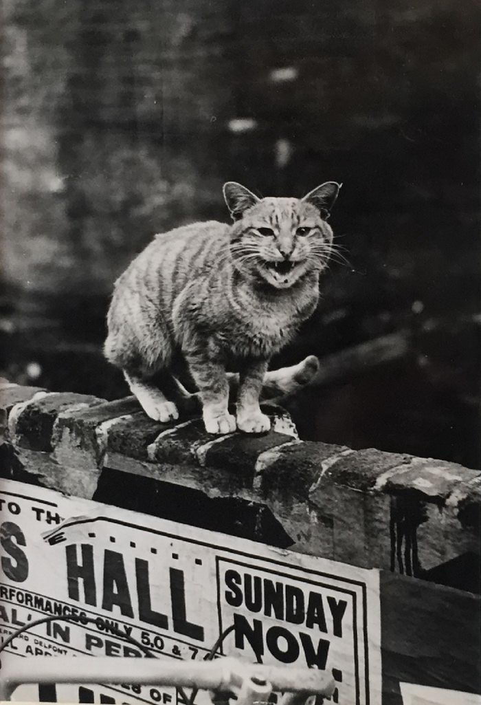 Кошки Лондона: фотографии Thurston Hopkins