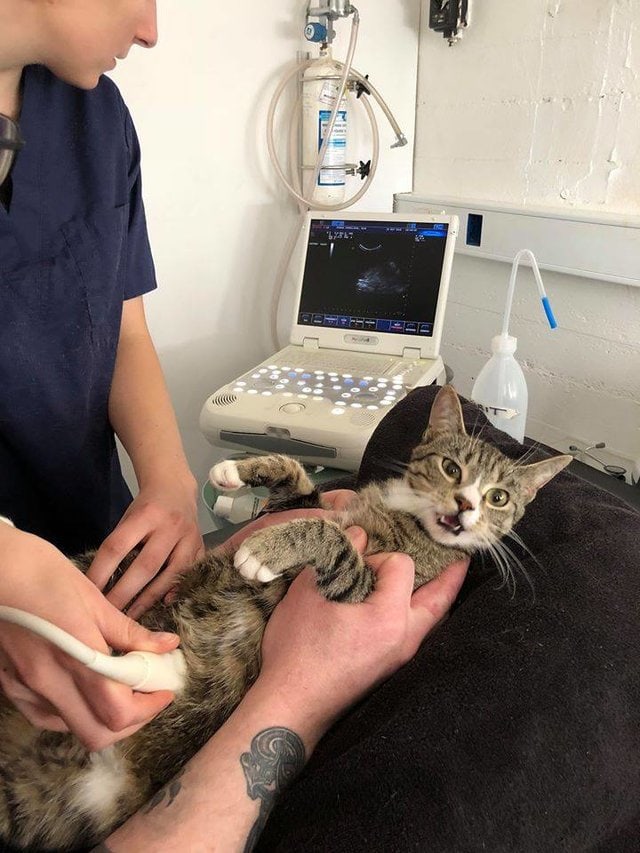 Зоозащитники подобрали кошку, а та оказалась беременной. И её реакция на эту новость просто бесценна