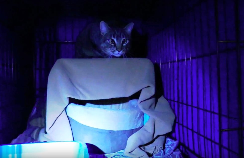США, штаты Иллинойс и Флорида: две истории спасения кошек из трейлерных паркoв