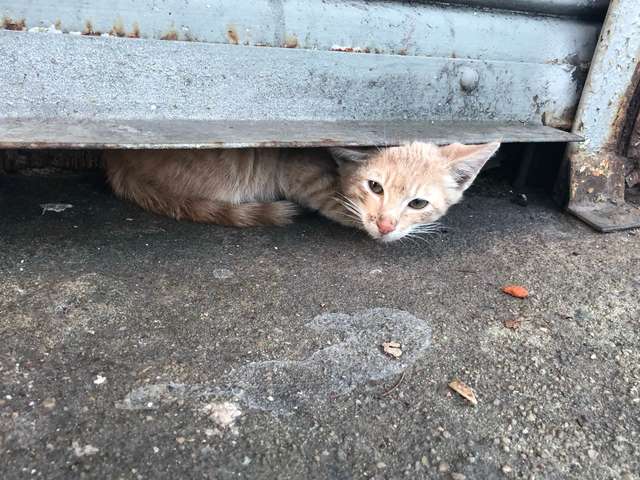 Уличный котенок боялся вылезать из узкой щели, но девушка нашла подход и подарила ему дом