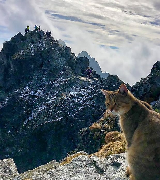 Откуда взялся кот на высоте 2,5 тысячи метров? Он был невозмутим, увидев альпиниста