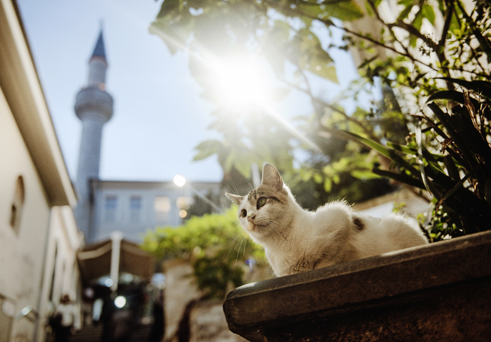 Кошки — хозяева Стамбула