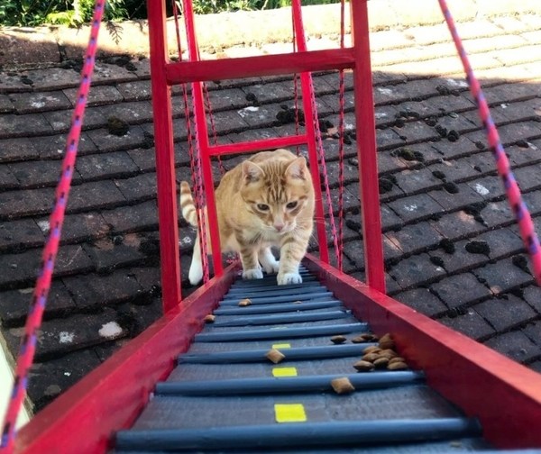 Мост "Золотые ворота" и игра в прятки: два полезных "изобретения" для безопасности кошек