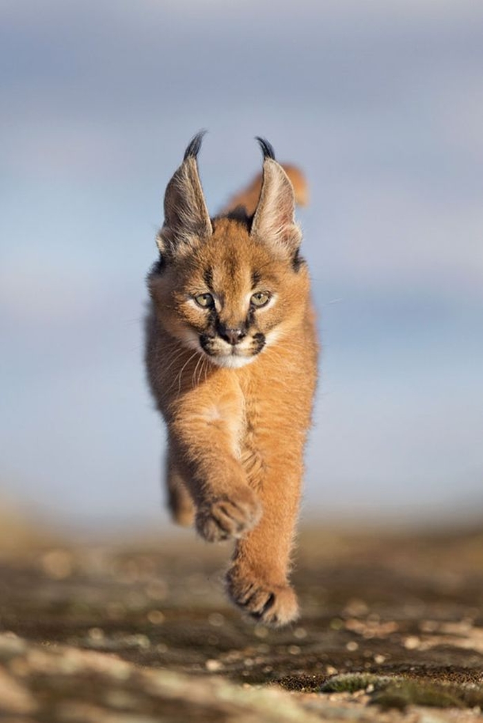 Дикие каракалы — красивейшие кошки на планете