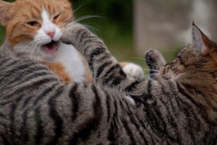 Переадресованная агрессия у кошек