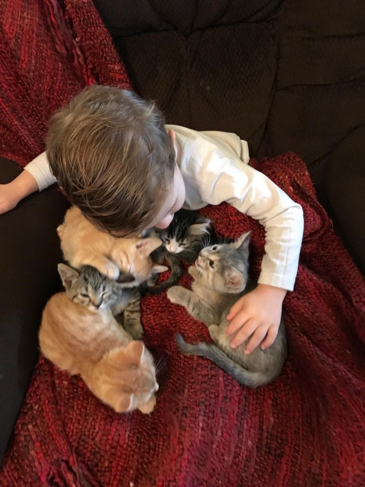 Двухлетний мальчик очень любит приютских котят и помогает их выкармливать