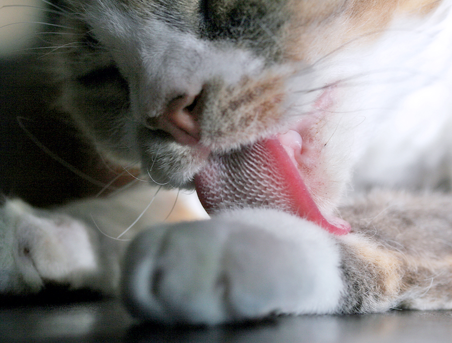 Лучшая щётка: учёные раскрыли секреты кошачьего языка и создали его искусственный аналог