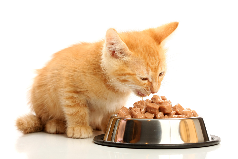Витамины и минеральные добавки для кошек: нужны ли они