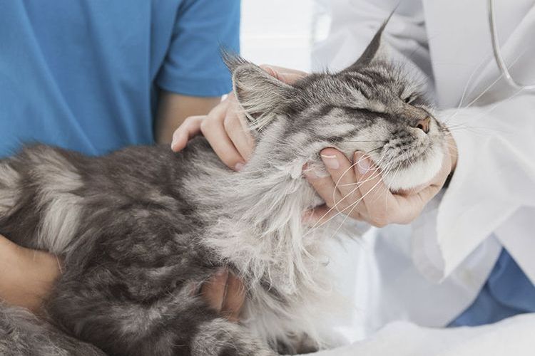 Чем можно заразиться от кошки человеку