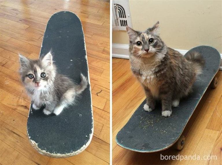 Как быстро они растут: прелестные фотографии кошек «тогда и сейчас»