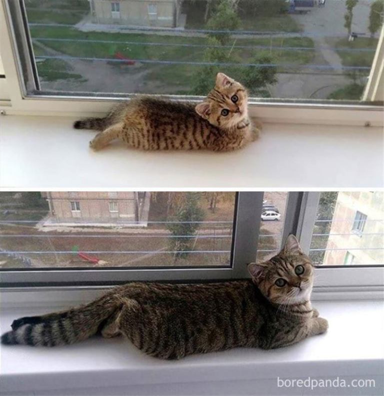 Как быстро они растут: прелестные фотографии кошек «тогда и сейчас»