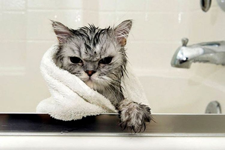 Как часто можно мыть кошек