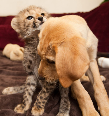 Пес и гепард — необычная дружба