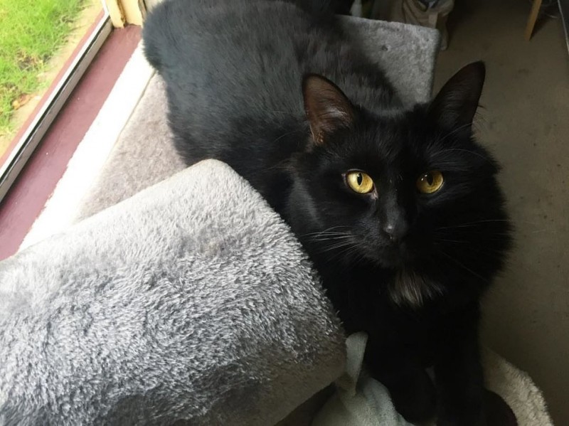 Спасенный в Мельбурне котенок с необычным серебристо-черным окрасом превратился в черного кота