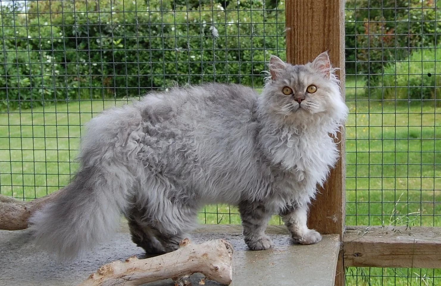 Породы кудрявых кошек — названия и фото