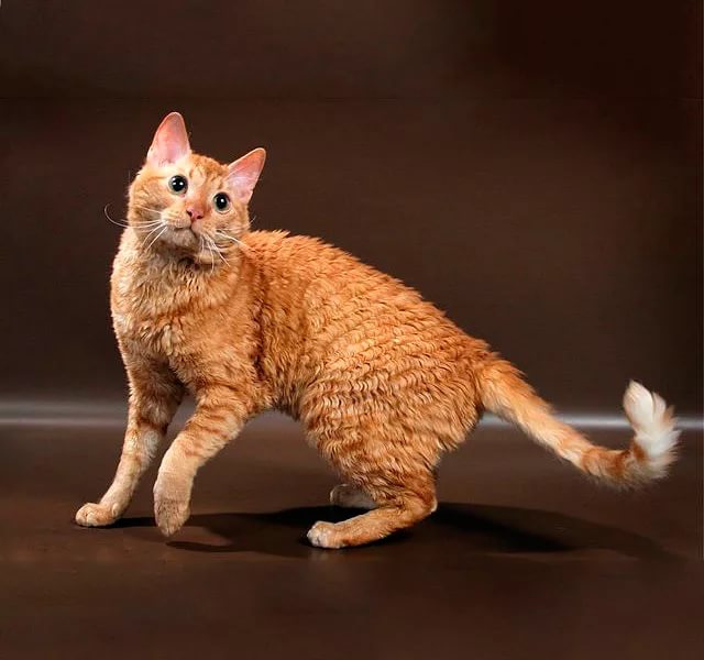 Породы кудрявых кошек — названия и фото