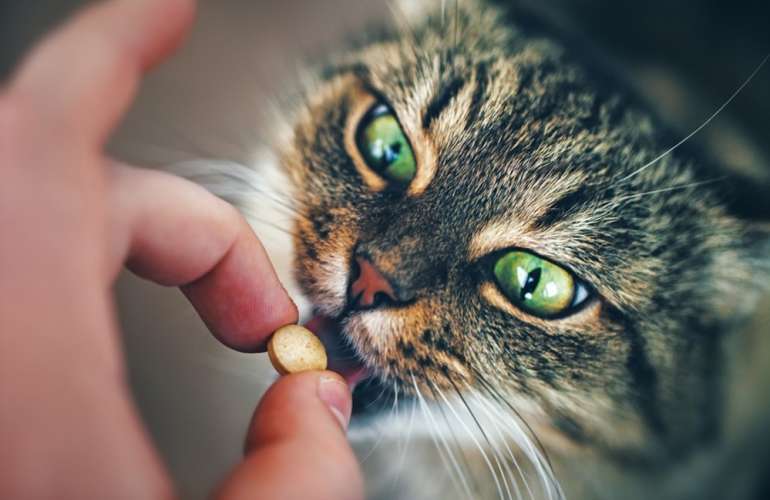 Витамины и минеральные добавки для кошек: нужны ли они