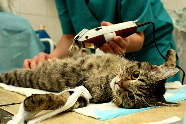 Как решиться на стерилизацию кошки? За и против. Полезные советы