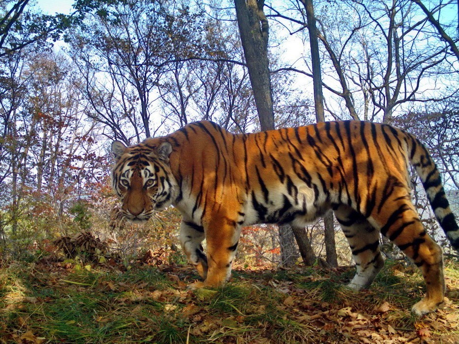 Тигры и гриф с «Земли леопарда» победили в «Фотоловушке-2018»