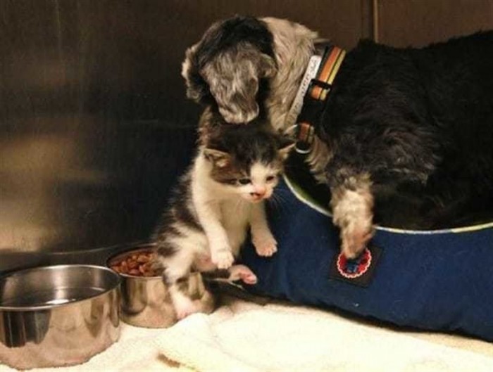 Собака кормила и защищала котенка, брошенного на дне глубокого оврага