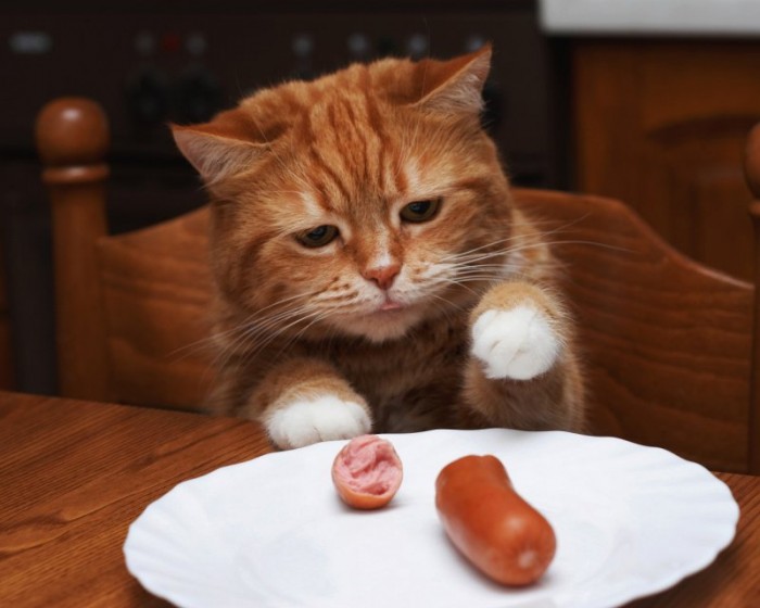 15 опасных продуктов, которыми нельзя кормить кошек