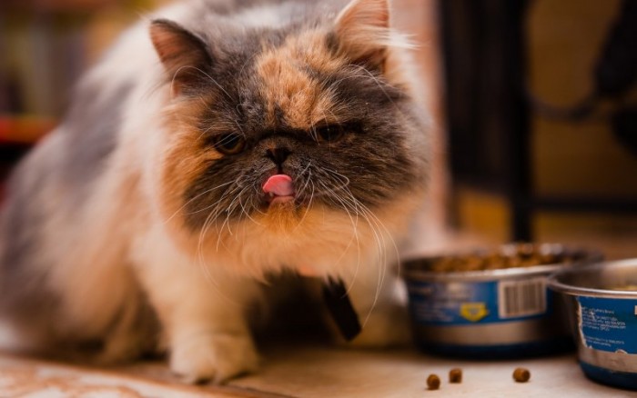 15 опасных продуктов, которыми нельзя кормить кошек