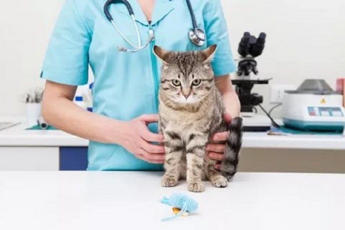 Мочекаменная болезнь у кота: симптомы и лечение, причины, лечение