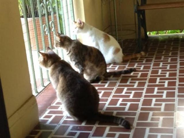 Пушистые ждуны: подборка котиков, ожидающих своих хозяев после работы!