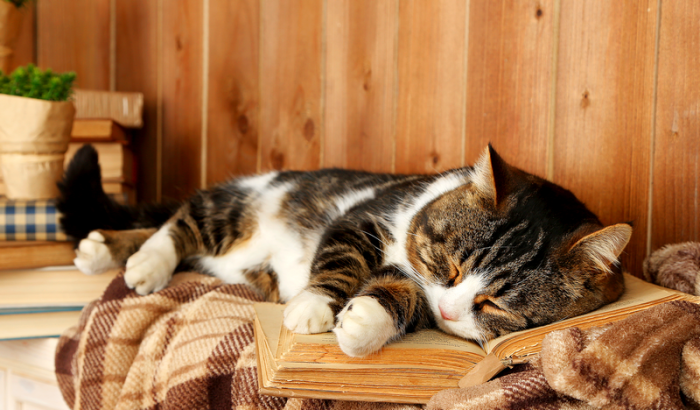 К чему снятся кошки: толкование снов с участием четвероногих пушистиков