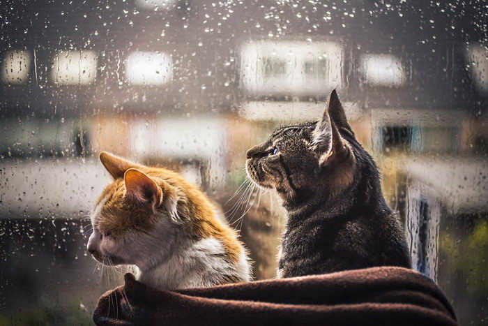 Кошки у окна в фотографиях Felicity Berkleef