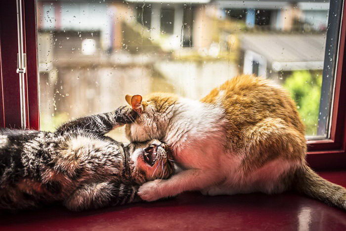 Кошки у окна в фотографиях Felicity Berkleef