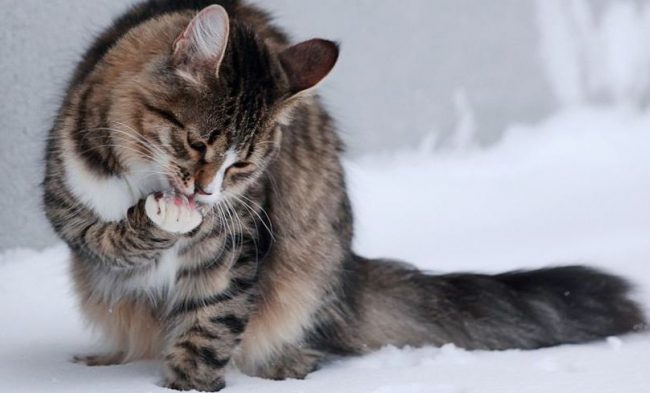 Почему кошки топчут нас лапками: восемь ответов на один вопрос