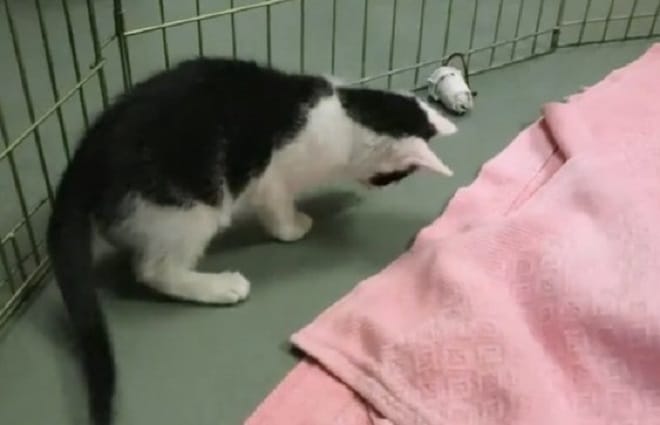 Котят с неврологическим заболеванием могли подвергнуть эвтаназии, но крохотная девочка спасла им жизнь!