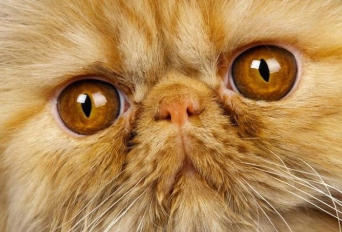 У кота или кошки слизь в глазах: что делать