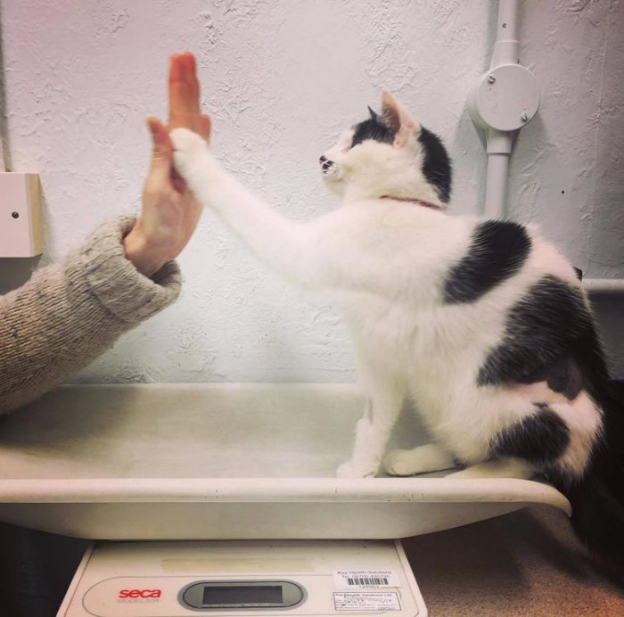 12 котеек, которые боятся ходить к ветеринару также, как люди к дантисту