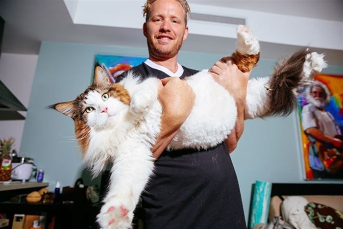 Самсон — самый большой кот Нью-Йорка, больше метра в длину и весом почти 13 килограмм