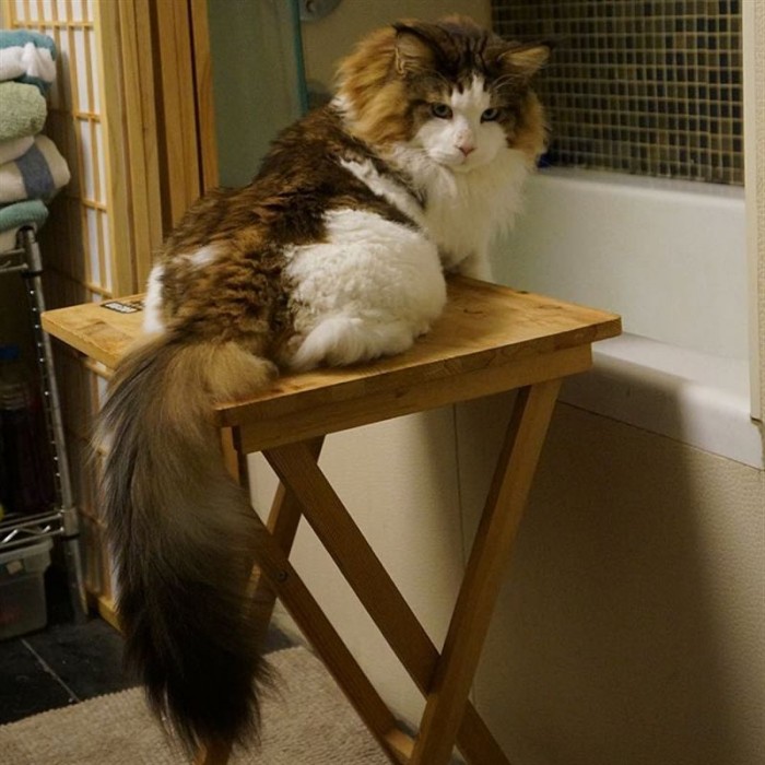 Самсон — самый большой кот Нью-Йорка, больше метра в длину и весом почти 13 килограмм