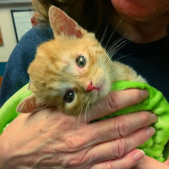 В Филадельфии неравнодушная женщина спасла котенка с гидроцефалией
