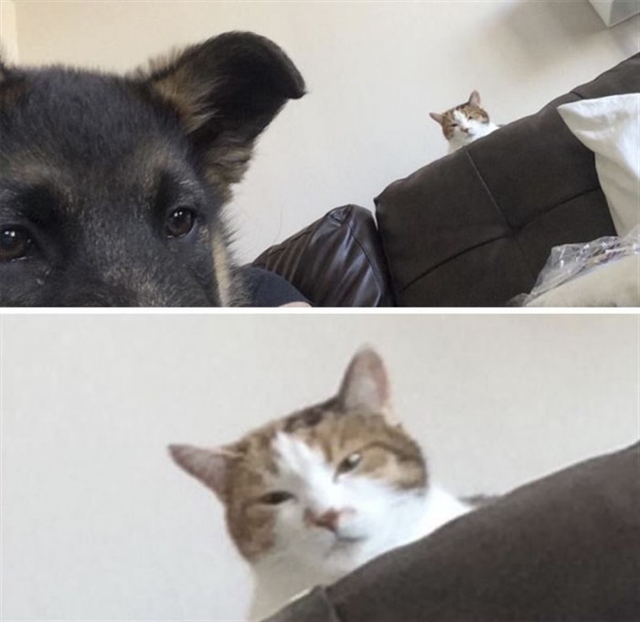 Фотографии смешных моментов совместной жизни собак и кошек