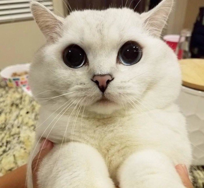 17 котиков-попрошаек с большими глазами, которым невозможно отказать