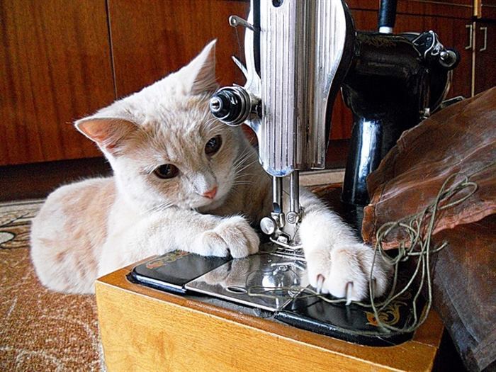 Коты — лучшие помощники по хозяйству