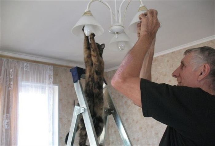 Коты — лучшие помощники по хозяйству