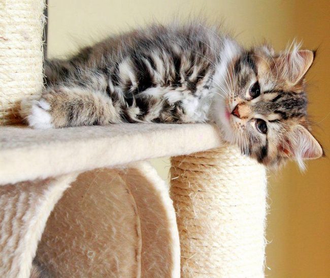 Когтеточки для кошек своими руками: поможем кошке и спасем мебель