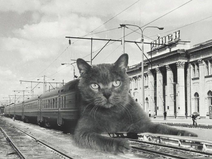 Кто-то объединил огромных кошек с советским временем, звучит бредово, но в этом есть смысл