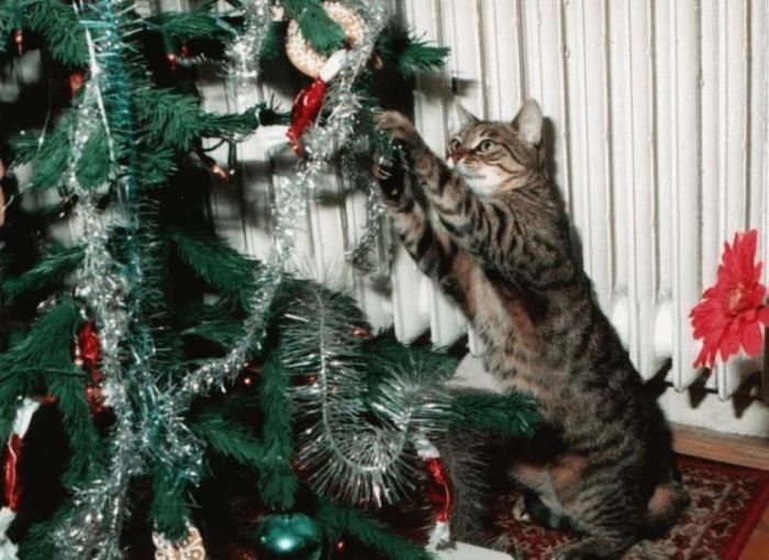 Коты против елок. Уморительная предпраздничная подборка