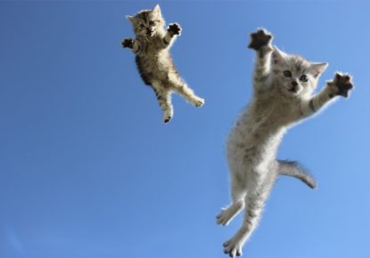 Почему кошки приземляются на 4 лапы: научное объяснение