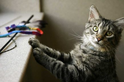 Почему кошки приземляются на 4 лапы: научное объяснение