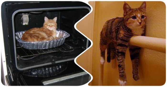 20 забавных примеров того, что кошки всегда найдут, как согреться