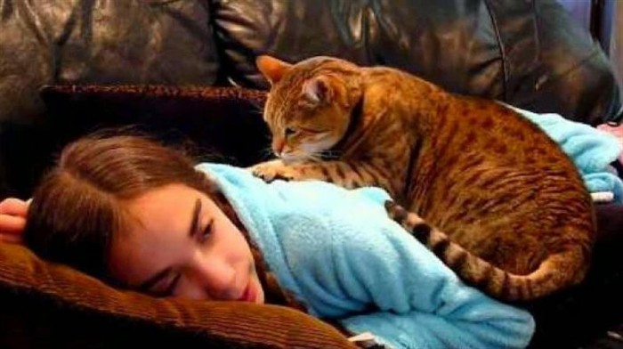 Целебные свойства кошек: примеры того, как лечат коты