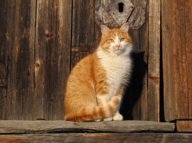 Почему кошки приходят в чужой дом — реальные причины и приметы